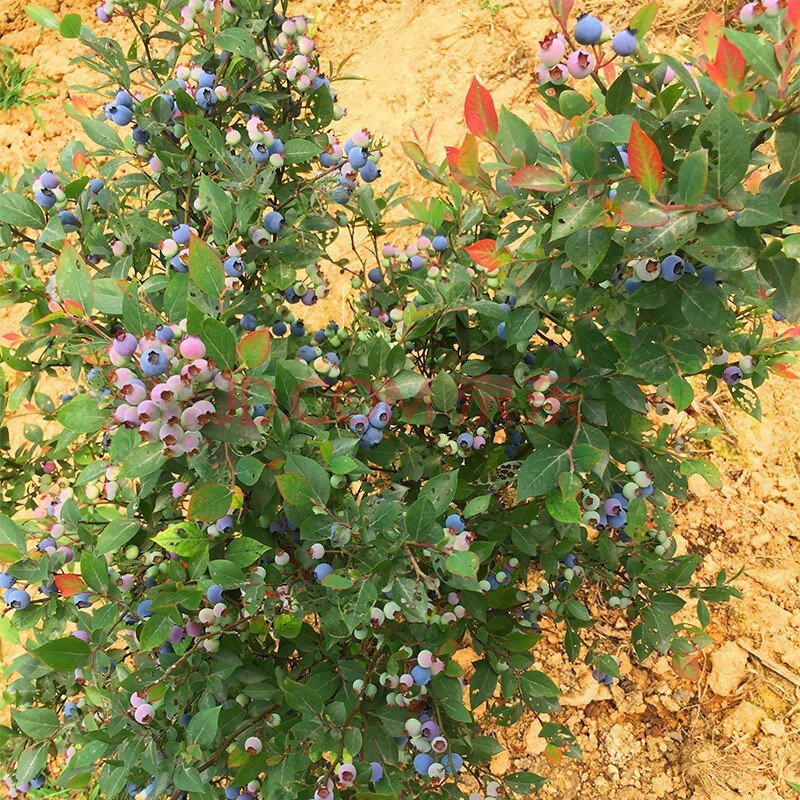 蓝莓苗 蓝莓树苗当年结果 盆栽地栽蓝莓树 当年结果南方北方果树苗