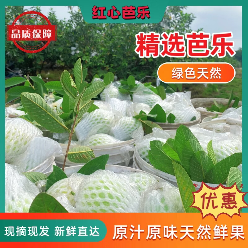 广西正宗红心芭乐番石榴软糯软心新鲜应季孕妇低糖类水果现摘现发 树上熟红心芭乐[精品3斤装]