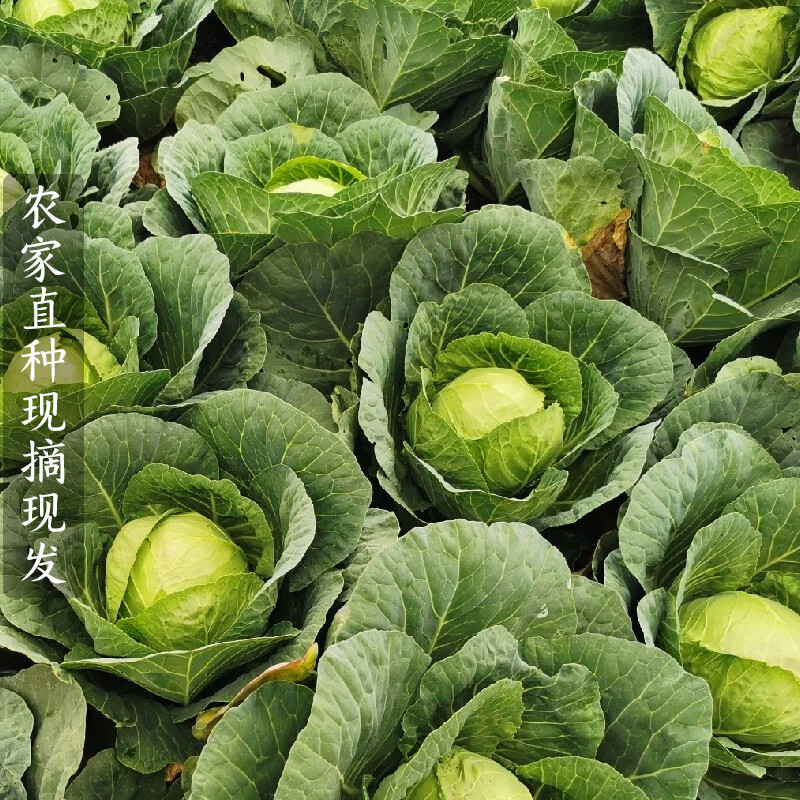 薏品甄鲜新鲜包菜卷心菜绿甘蓝生鲜蔬菜沙拉 农家自种源头直发 4.5-5斤带箱