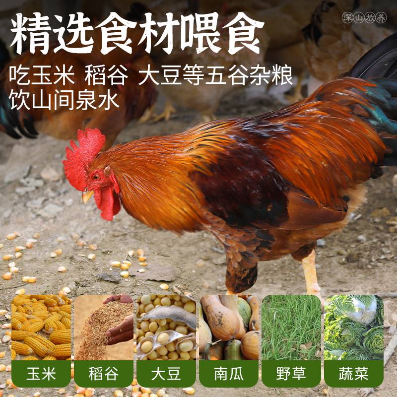 颐乡情散养土鸡大公鸡黄脚青脚黑凤麻鸡现杀新鲜营养鸡肉笨公鸡走地鸡整 黄脚公鸡1只【净3-3.2斤】炖肉包+人参