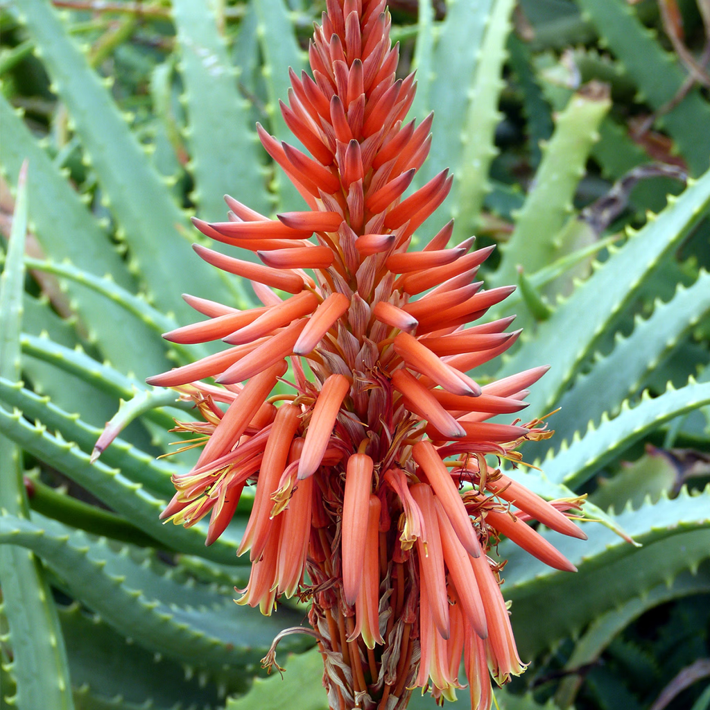 木立芦荟龙爪菊盆栽可药用 鲜新叶片苗老桩室内绿植多肉植物花卉 10年 药用老叶片 8片左右/斤