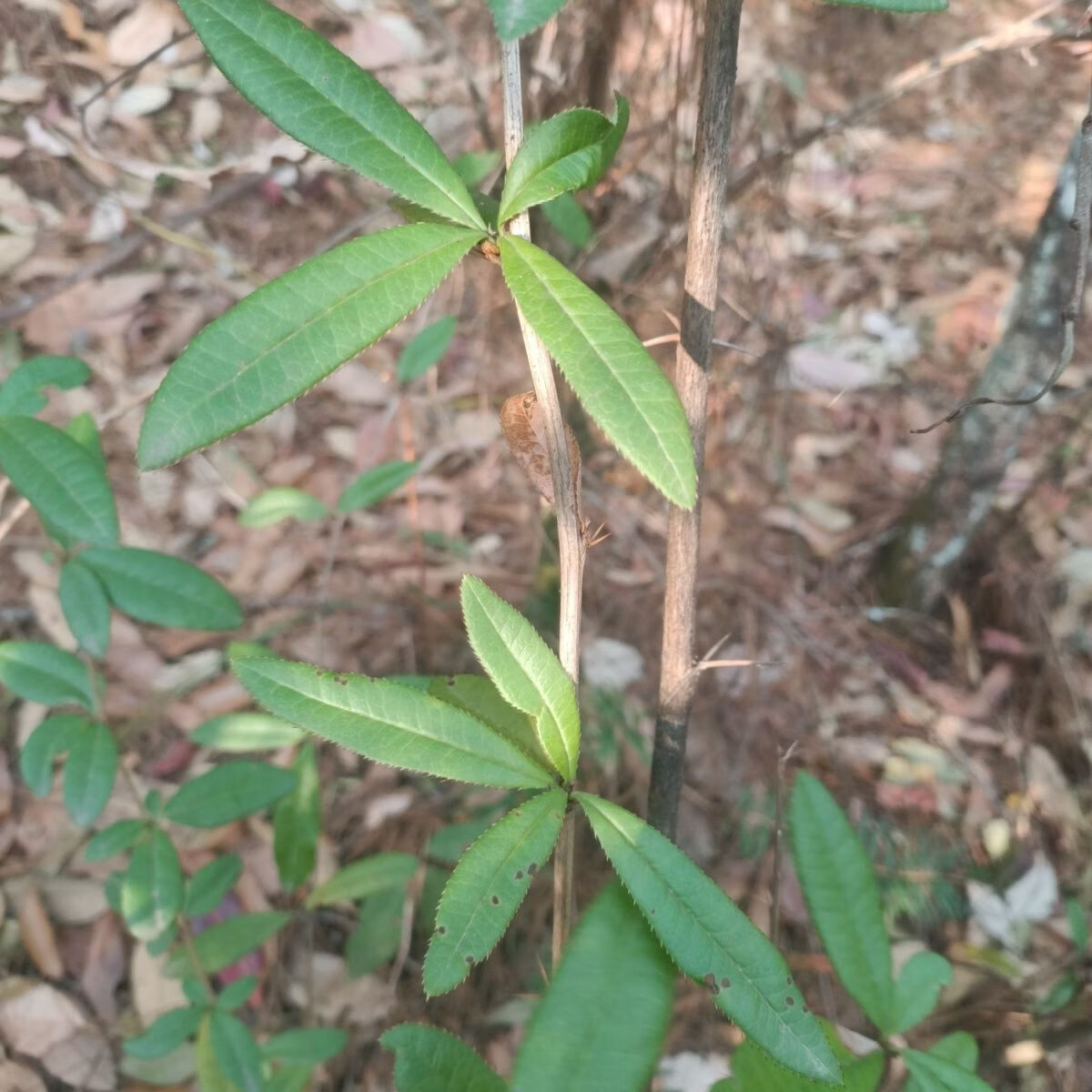 【地狱级苦味】四川老川黄连 三颗针清心火圣品 熬夜上火党必备 地狱苦川连 500g*1包