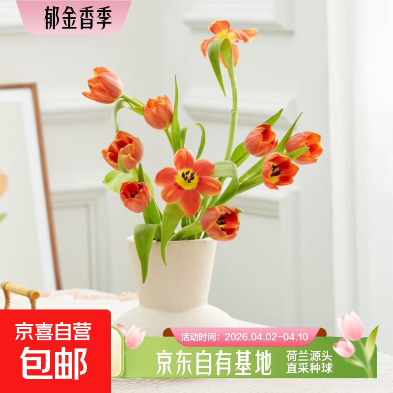 郁金香鲜花随机色云南源头直发 随机色郁金香10枝