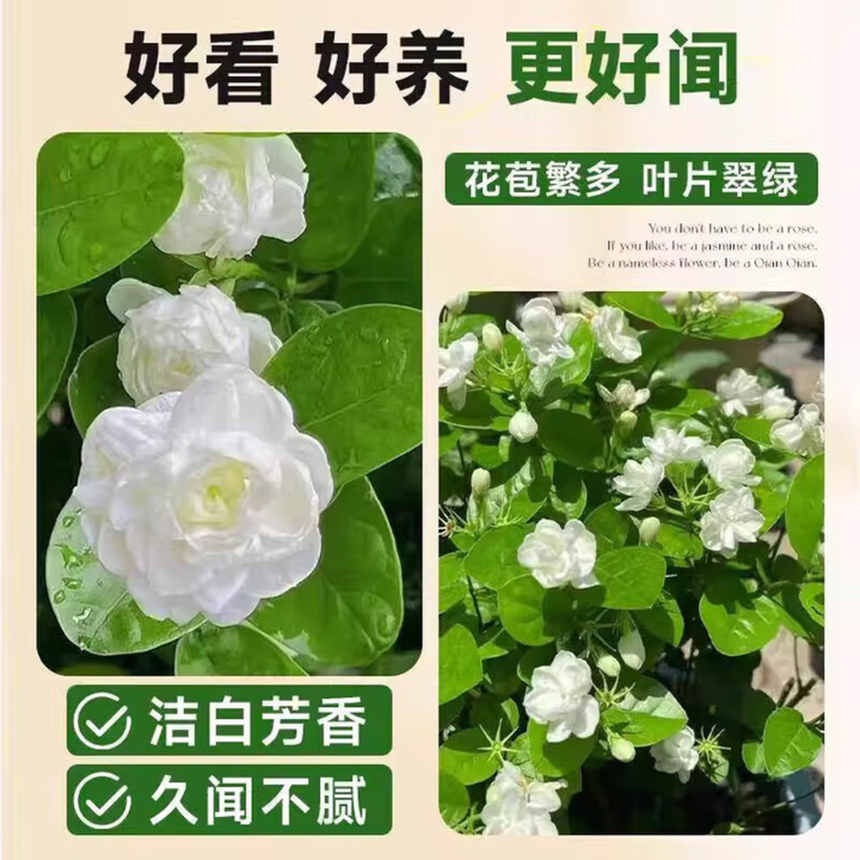 水培茉莉花盆栽好养驱蚊绿植浓香室内水培驱蚊四季植物水培茉莉 三颗