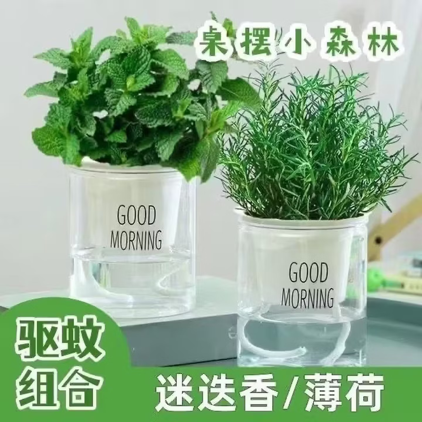 薄荷迷迭香盆栽可食用绿植桌摆驱蚊好养易活清香提神净化空气植物 各一盆