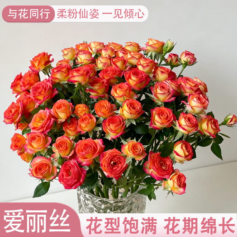 与花同行随机多头玫瑰10枝 9.98元，与花同行粉红单头玫瑰10枝 12.98元 - 86线报