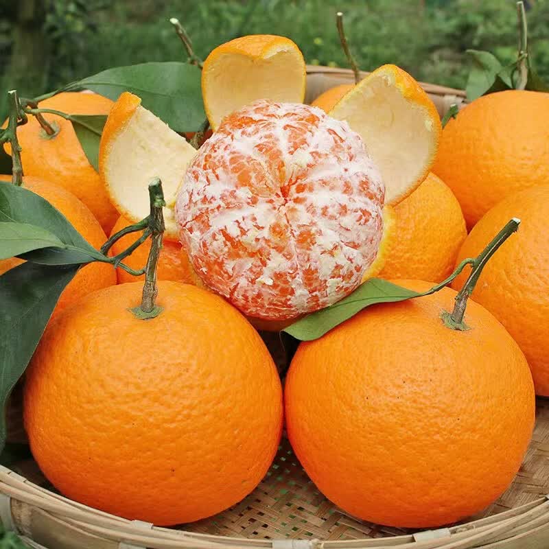 松林美果现摘现发四川青见果冻橙新鲜孕妇水果酸甜口感新鲜发货净重4.5斤