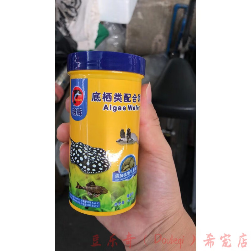 虎鲨蓝鲨鱼成吉思汗鲨鱼凶猛鱼白化鲨淡水热带鱼观赏鱼活体 底栖类