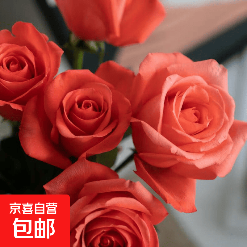 玫瑰花苗老桩绿植物盆栽月季蔷薇老根室内外阳台庭院特大花卉四季 1影星（老桩苗四季开花）