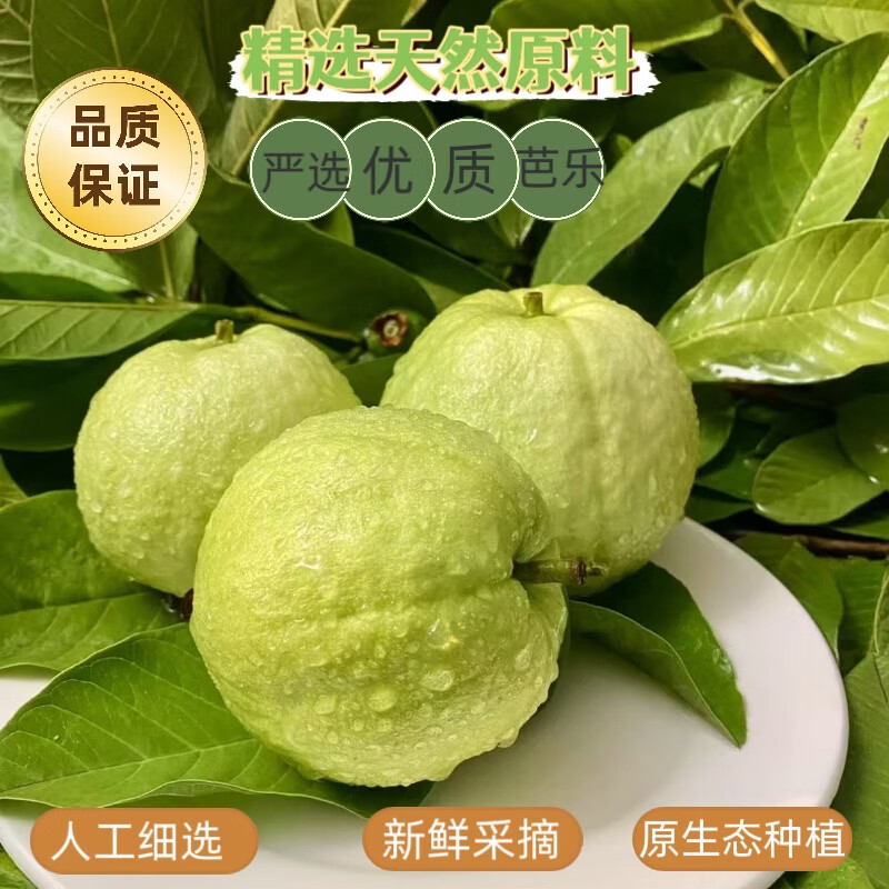 广西正宗红心芭乐番石榴软糯软心新鲜应季孕妇低糖类水果现摘现发 树上熟红心芭乐[精品3斤装]