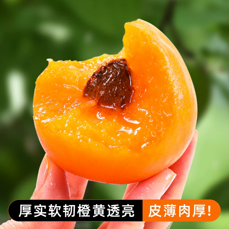正鲜季(ZHENGXIANJI)陕西大黄杏当季新鲜采摘时令水果生鲜微黄头茬杏子整箱酸甜水果 【量贩装】5斤