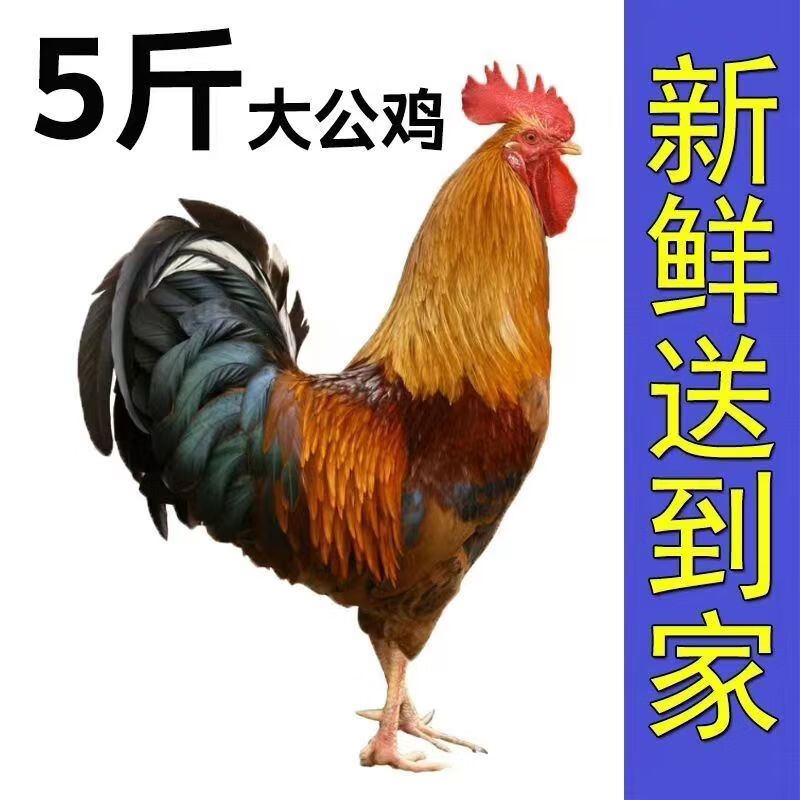 京东/顺丰直达正宗公鸡农家散养土鸡走地鸡溜达鸡当年大公鸡批发 公鸡杀后净重6斤