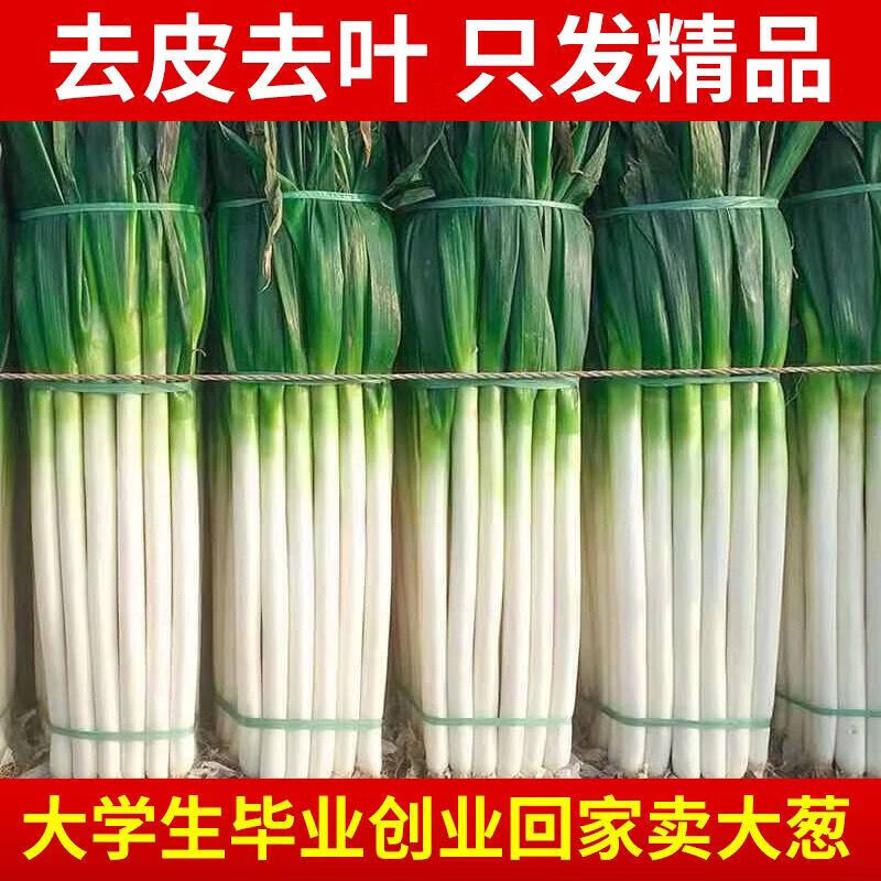 山东铁杆大葱10斤一捆批发5斤新鲜蔬菜大葱3斤现挖1斤 葱白长度25 葱白长度25cm起 【去皮】去半叶【优惠装】5斤净重