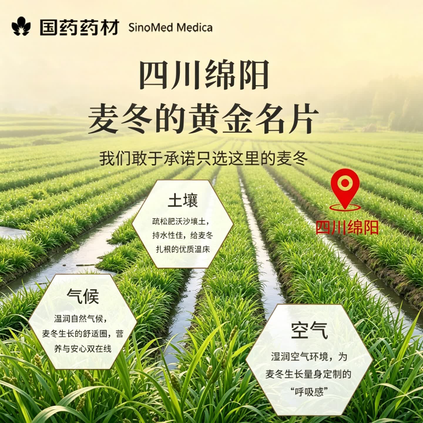 固滋方国药药材麦冬中药材饮片特级正宗四川绵阳野生麦冬泡水泡茶喝煲汤 【煲汤搭档】 100g*2罐 儿童成长必备