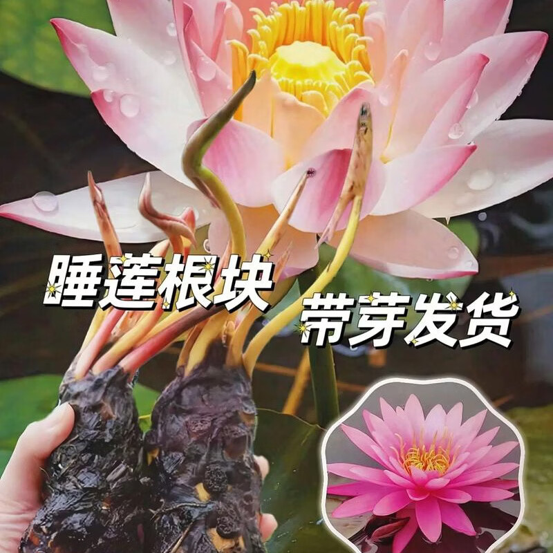 睡莲水培植物四季水养莲花苗耐寒大睡莲根块荷花睡莲苗带花苞发货 睡莲盲盒【1棵】当年开花