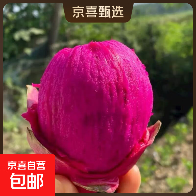 【精品】广西红心火龙果金都一号现摘现发当季水果【多仓发货】 4粒装（单果200g+）净重1.6斤起