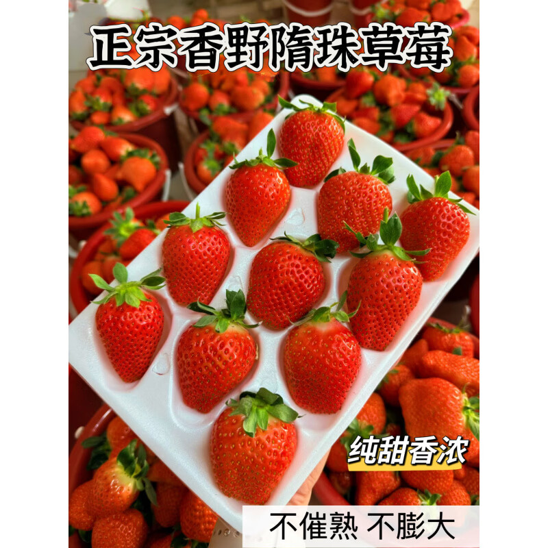 正宗隋珠香野草莓新鲜草莓大果现摘现发孕妈放心吃 2斤 顺丰陆运-香野-中大果(单果18-26