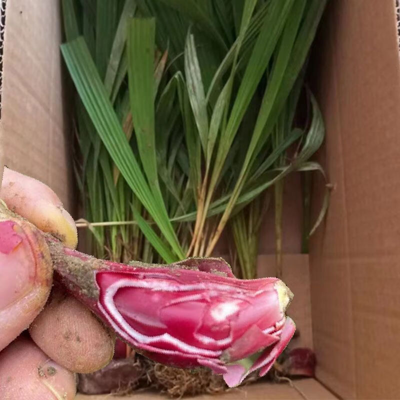 红葱头小红蒜根中药材新鲜广东珠葱红葱煲汤通鼻血葱种子 带全叶全草