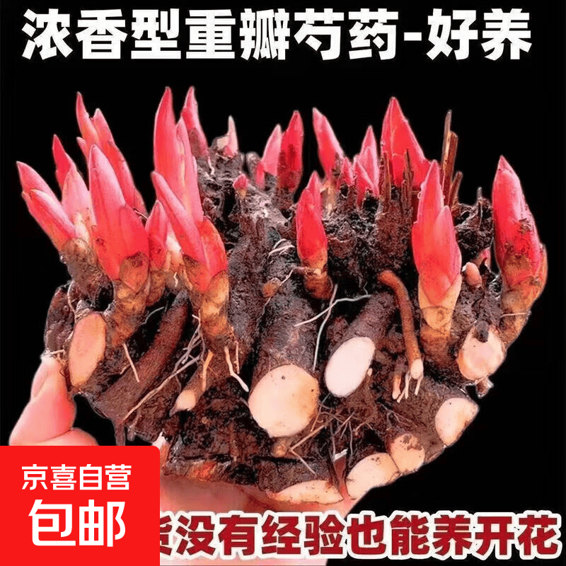 芍药花苗重瓣带芽大苗鲜花四季开花卉阳台庭院牡丹花盆栽植物 混色大块带13-18个芽苞发货+肥料