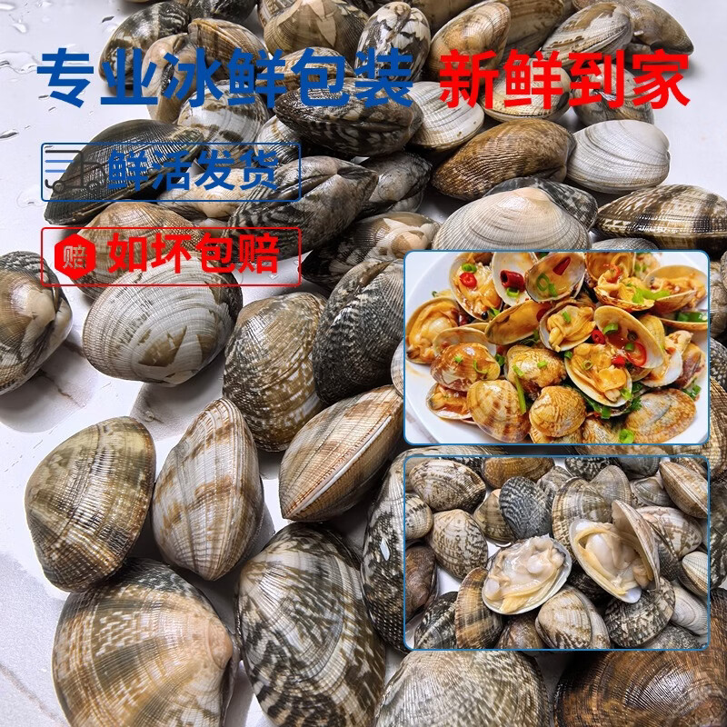 丹东鲜花甲蛤蜊花甲鲜活花甲原产地直发 中号4斤（每斤约60粒）