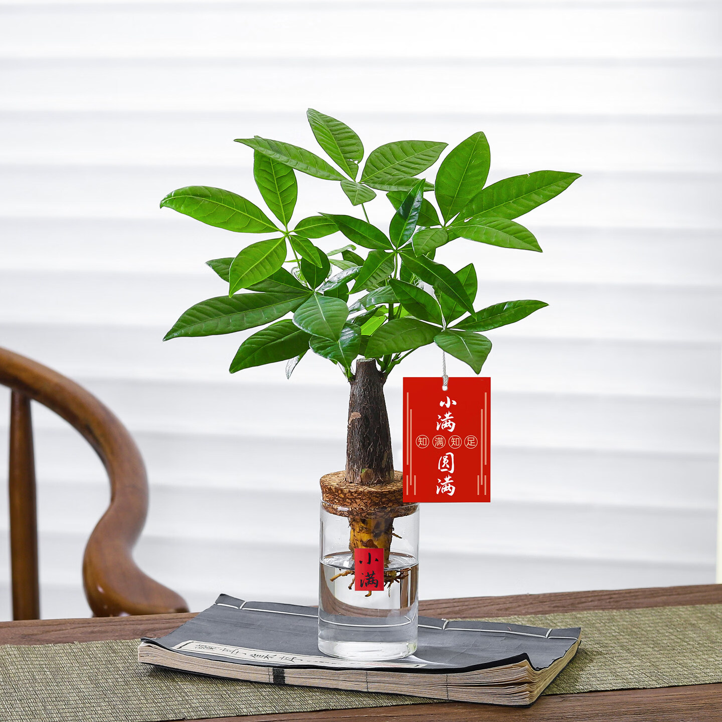 芊诗语八芽园艺盆栽发财树圆筒杯吊牌 9.9元，芊诗语八芽园艺盆栽雪莹常春藤编织篮 16.9元 - 线报酷