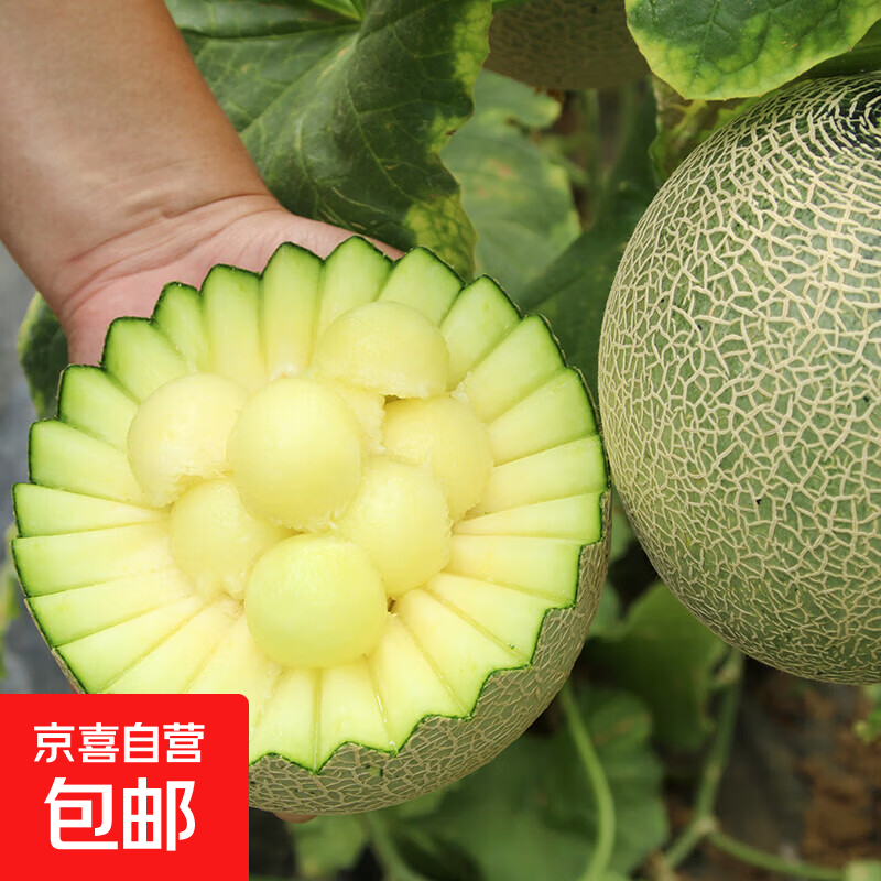 新鲜玫珑网纹蜜瓜 4粒 8斤当季水果中秋好礼 甜瓜热卖礼盒 包邮 净重8斤礼盒 单果980g+