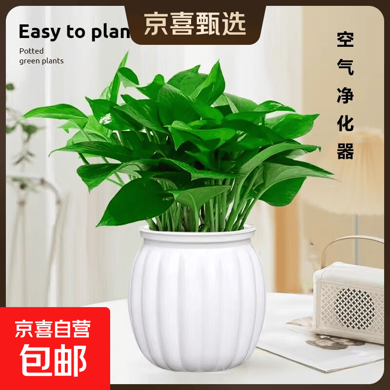 特价绿萝盆栽室内客厅办公室吸甲醛净化空气水培植物绿植花卉好养 【1盆】绿萝+白色南瓜盆自吸水 整体含盆高度20-25cm