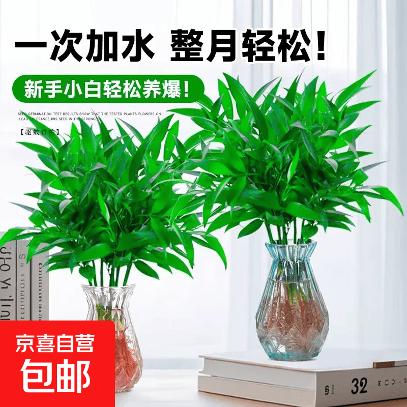 驱蚊竹柏水培植物室内好养活绿植客厅驱蚊神器水养花卉盆栽水竹子 强力驱蚊竹柏5颗+送营养液