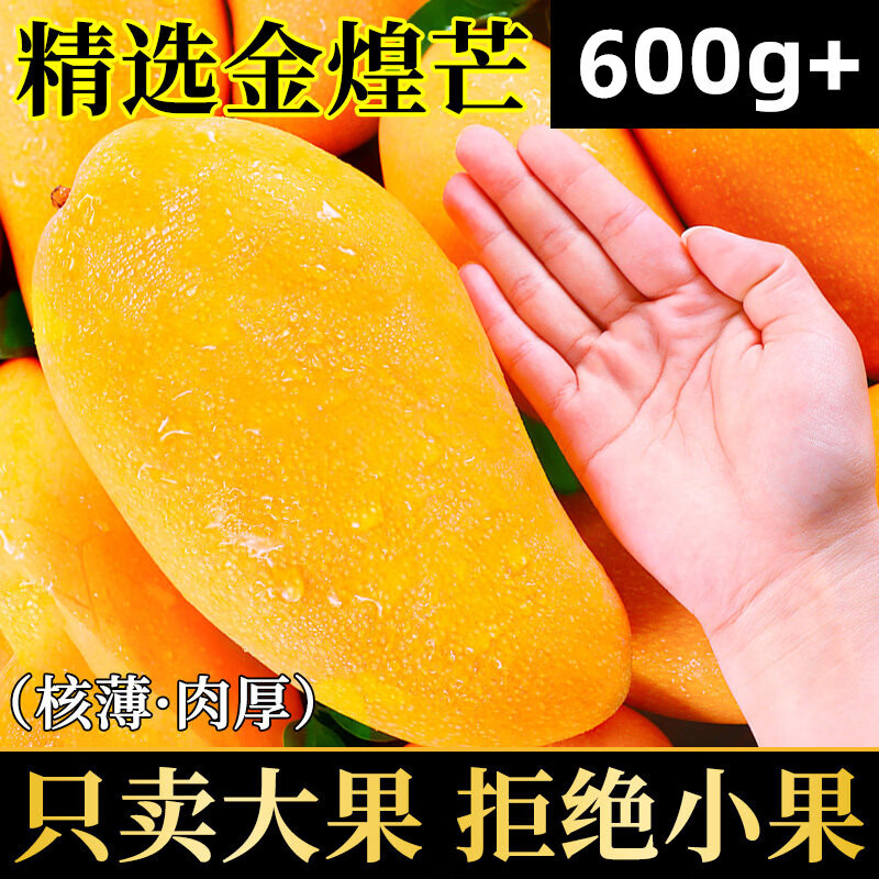 凯果思正宗海南金煌芒芒果水仙芒当季新鲜特大芒果果核薄香甜新鲜水果 8斤【精选装】