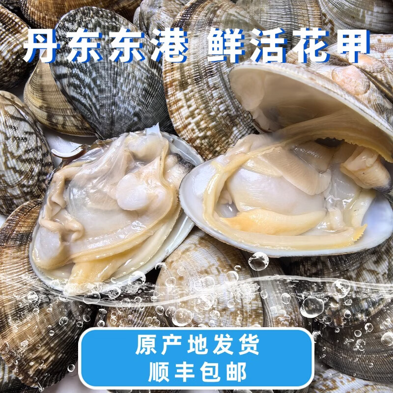 丹东鲜花甲蛤蜊花甲鲜活花甲原产地直发 中号4斤（每斤约60粒）