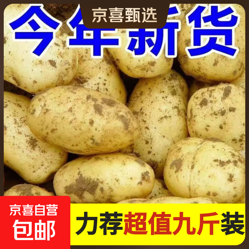 新鲜土豆现挖现发山东正宗黄心黄肉当季新鲜蔬菜马铃薯洋芋薯条 山东土豆5斤 净重 中大果2两起