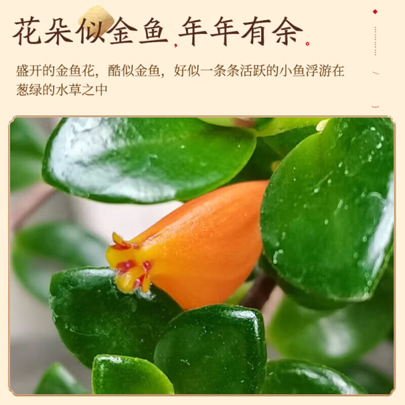 金鱼吊兰鱼花盆栽四季室内客厅阳台开花好养耐寒植物旺宅带花带盆 招财金鱼吊兰3盆【盆+原土肥料】