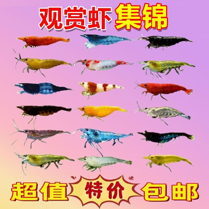 御趣七彩观赏虾淡水除藻虾极火虾蓝宝石虾金背黄金米虾宠物虾彩色小虾 【随机6色】40+15抵损1-1.5cm