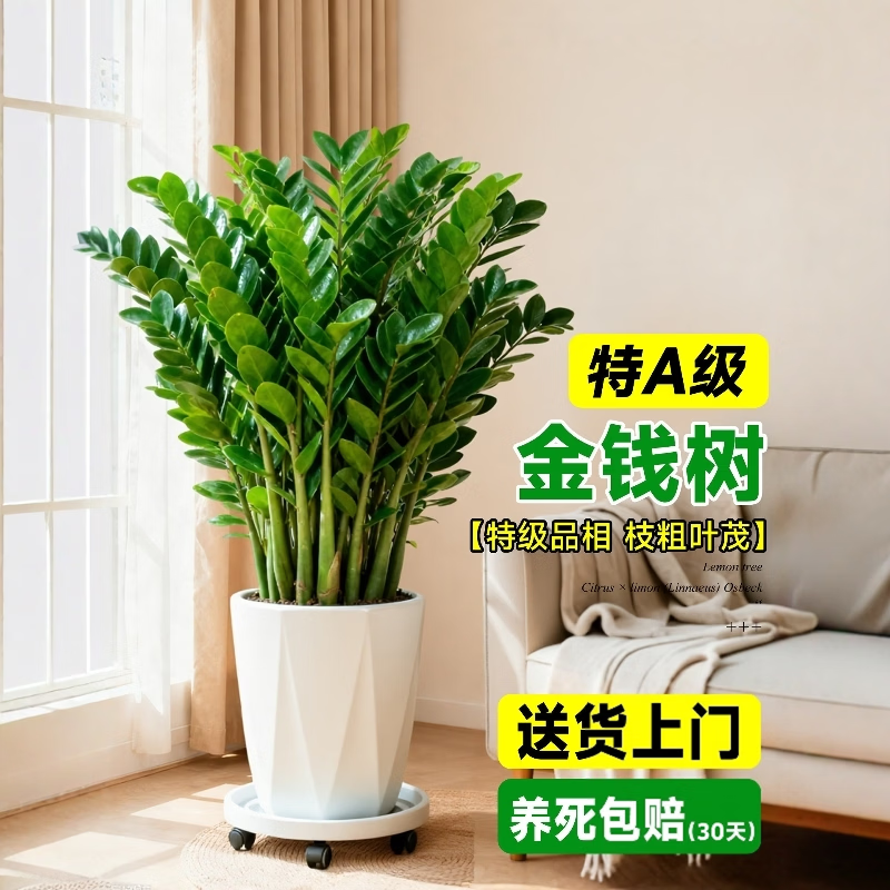 雅致特级金钱树大型绿植室内客厅办公室除甲醛招财旺宅乔迁送礼大盆栽 大型金钱树100-120cm（白色菱形树脂盆）