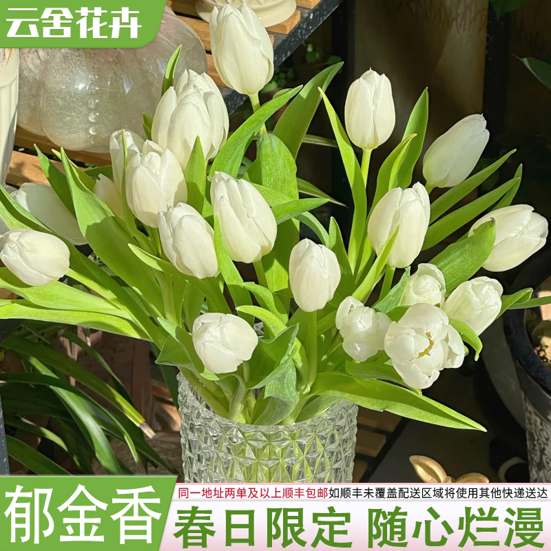 云舍花卉京东基地郁金香鲜花斗南基地直发水培室内办公室家居送礼节日花束 【10枝】随机单色郁金香 【同一地址两单及以上发顺丰或者其他空运】