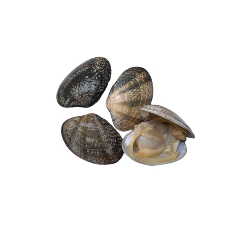 丹东鲜花甲蛤蜊花甲鲜活花甲原产地直发 中号4斤（每斤约60粒）