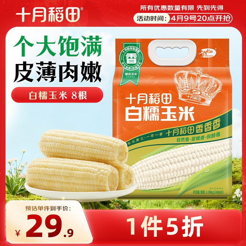 十月稻田 白糯玉米 8根 4.16斤 东北甜粘玉米 非转基因 低脂早餐