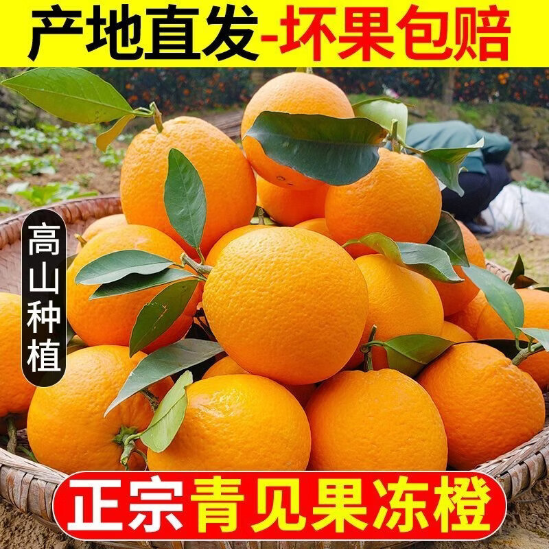 春公子四川青见果冻橙子应季新鲜水果手剥橙子孕妇手剥橙 带箱3斤【精品特大果80-85mm】 正宗四川青见果冻橙