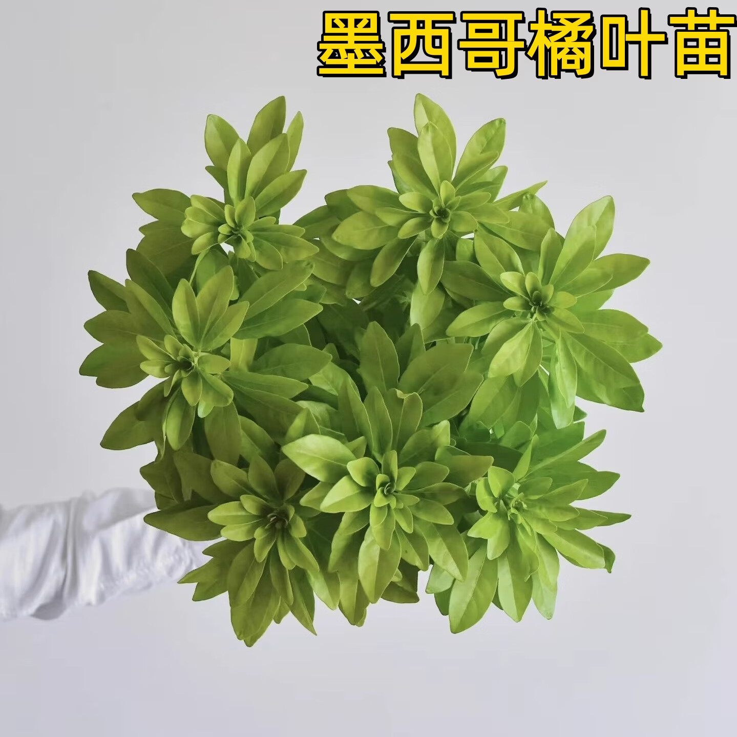 云南苗墨西哥橘叶苗无纺布苗绿色观叶植物盆栽室内外装饰花卉绿植 颜色 墨西哥橘叶杯苗【10棵】 京东折扣/优惠券