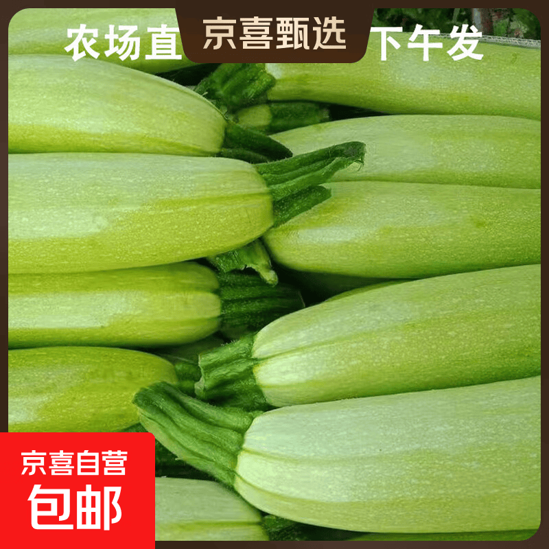 新鲜西葫芦山东农家自种现摘现发当季绿色蔬菜 角瓜 西葫芦 4斤 带箱