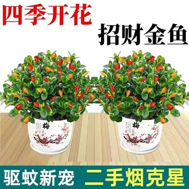 金鱼吊兰鱼花盆栽四季室内客厅阳台开花好养耐寒植物旺宅带花带盆 招财金鱼吊兰3盆【盆+原土肥料】