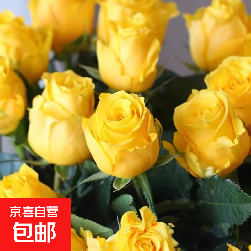 玫瑰花苗老桩绿植物盆栽月季蔷薇老根室内外阳台庭院特大花卉四季 10金镶玉（老桩苗四季开花）