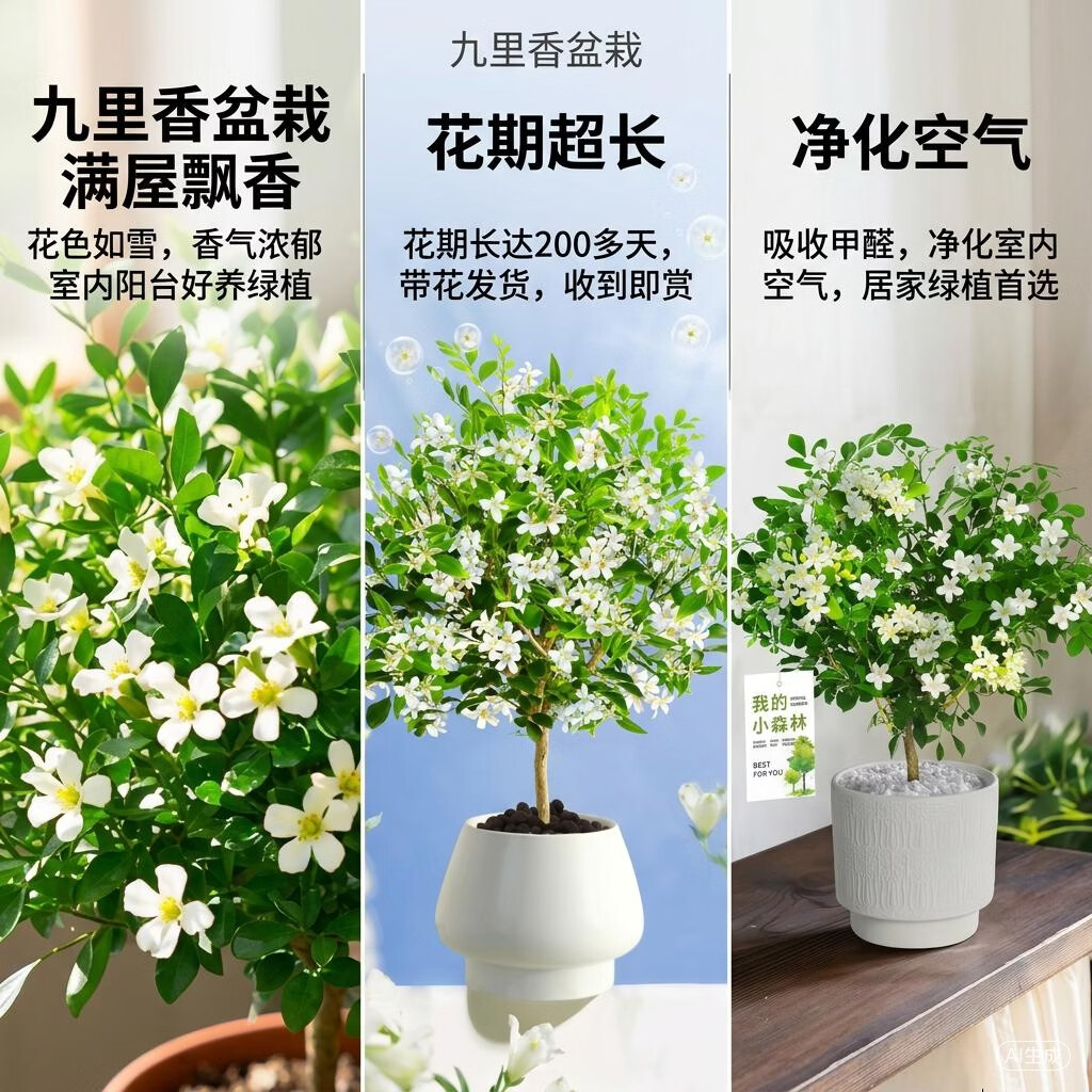 九里香老桩盆栽棒棒糖造型驱蚊室好养内客厅绿植四季开花浓香植物 10年独杆【棒棒糖型】