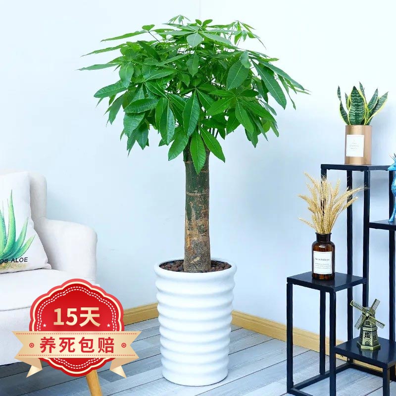 大型绿植价格查询历史|大型绿植价格比较