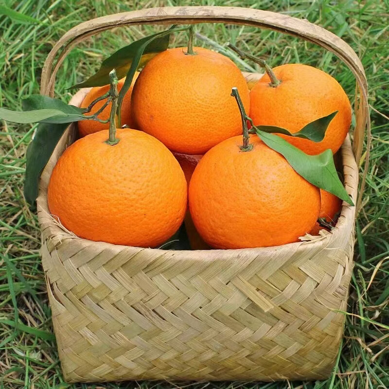 松林美果现摘现发四川青见果冻橙新鲜孕妇水果酸甜口感新鲜发货净重4.5斤