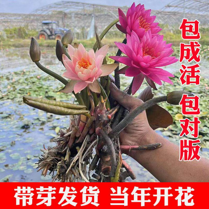 睡莲水培植物四季水养莲花苗耐寒大睡莲根块荷花睡莲苗带花苞发货 睡莲盲盒【1棵】当年开花