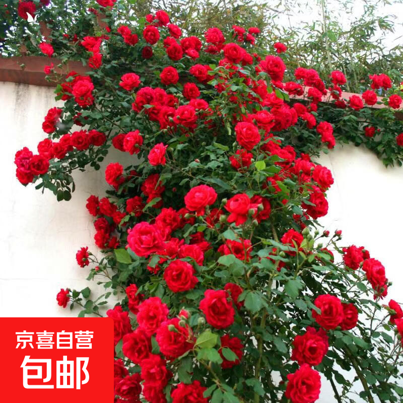 玫瑰花苗老桩绿植物盆栽月季蔷薇老根室内外阳台庭院特大花卉四季 54红龙（老桩爬藤苗四季开花）