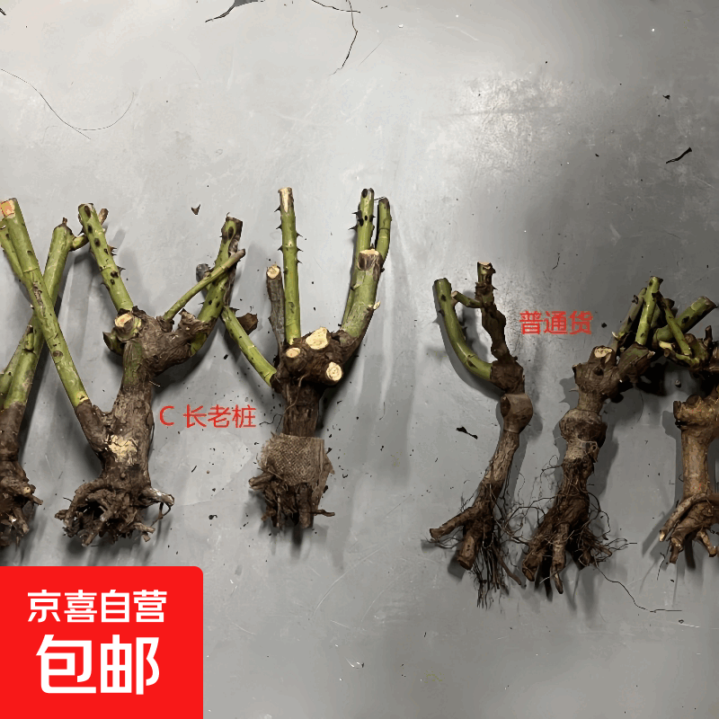 玫瑰月季老桩树苗月季花苗特大花卉四季循环开花老根阳台盆栽绿植 【普通苗】玫瑰月季老桩随机颜色1颗