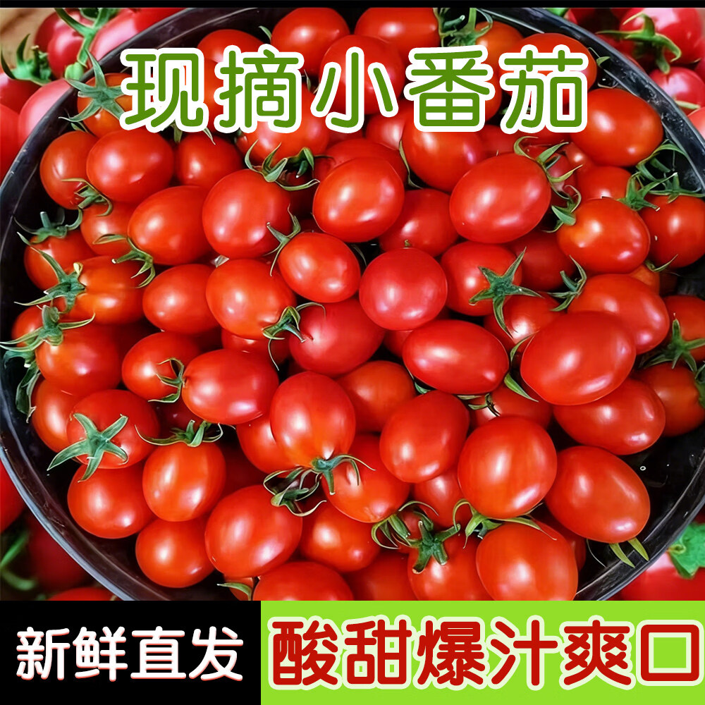 静羽云南水果番茄千禧圣女果新鲜时令生鲜 小番茄4.5斤