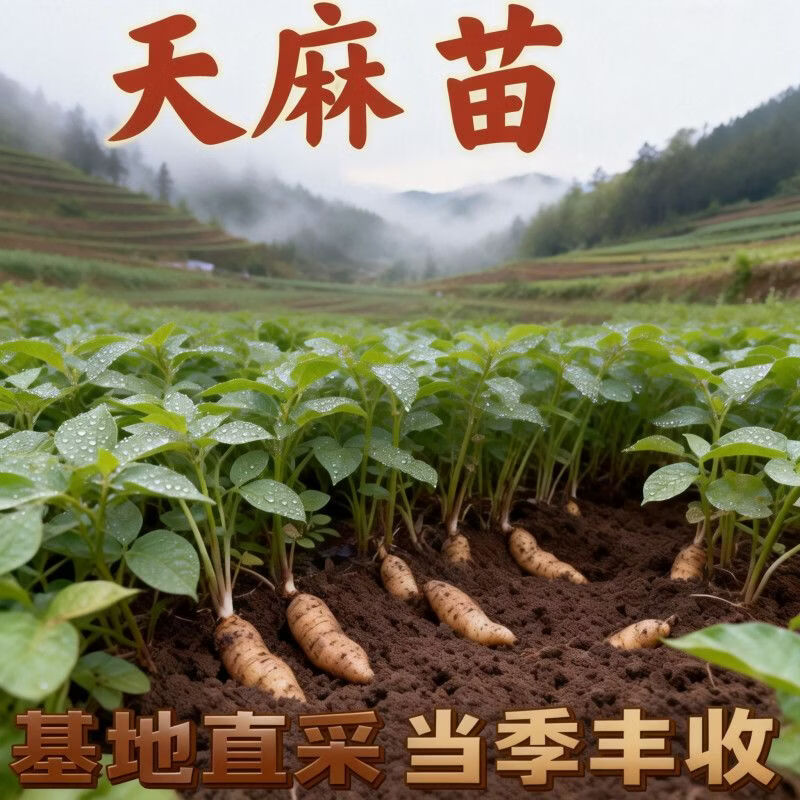 京誉【正宗】高产天麻种苗阳台盆栽四季种植高产蔬菜种子 (天麻种苗)四季种植 高产天麻种苗【6颗】发芽率高